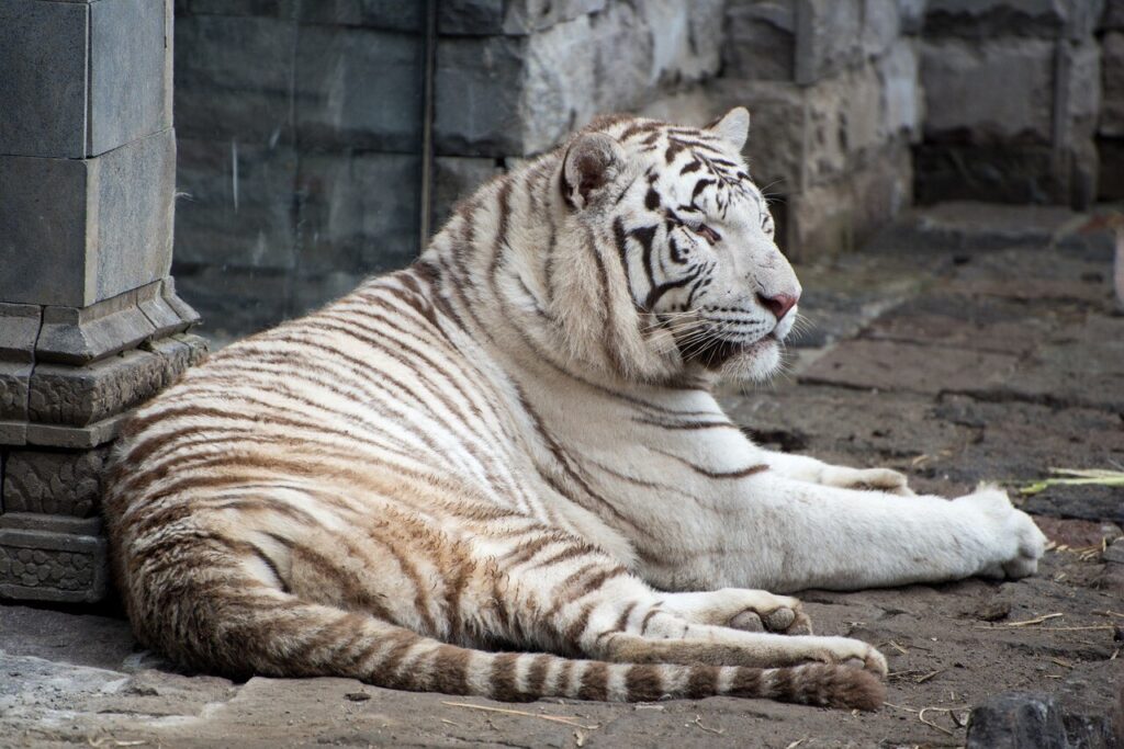 Rencontrez les animaux fascinants du célèbre parc animalier Pairi Daiza à la télévision ce samedi sur C8 !
